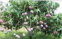 /album/fotogaleria/planta-de-mango-jpg/